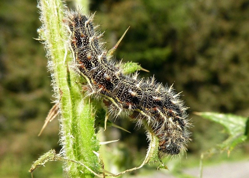 Dal bruco all''adulto: Vanessa cardui